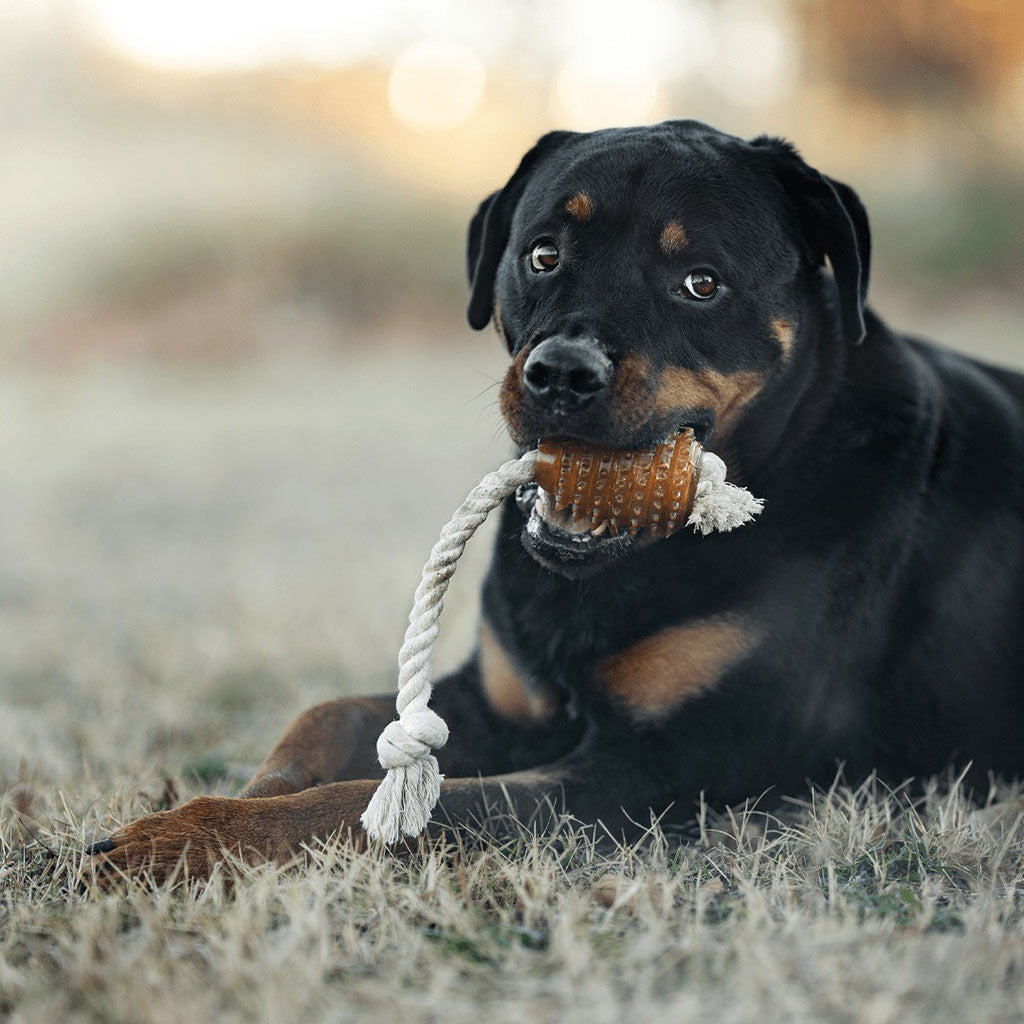 Rubber Spike and Rope Dog Toy at Boston General Store