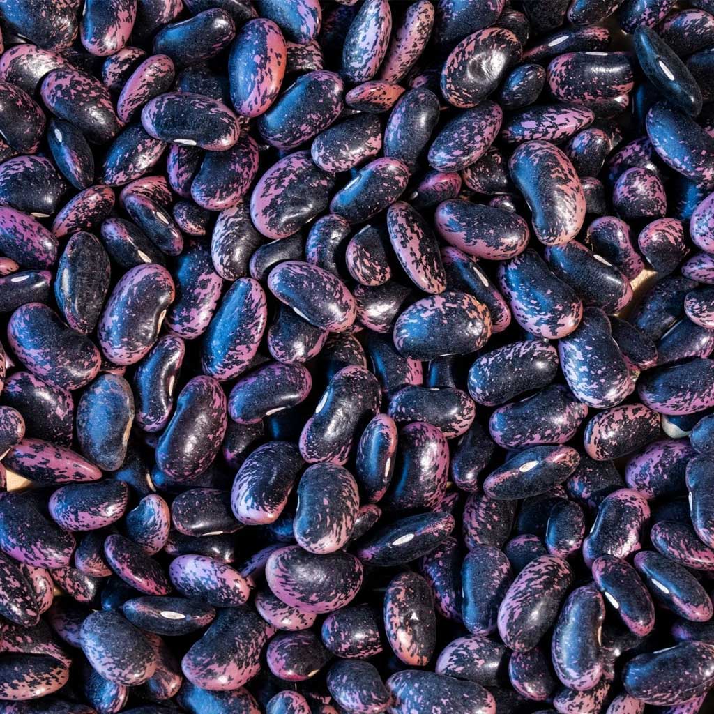 Close-up of scarlet runner beans