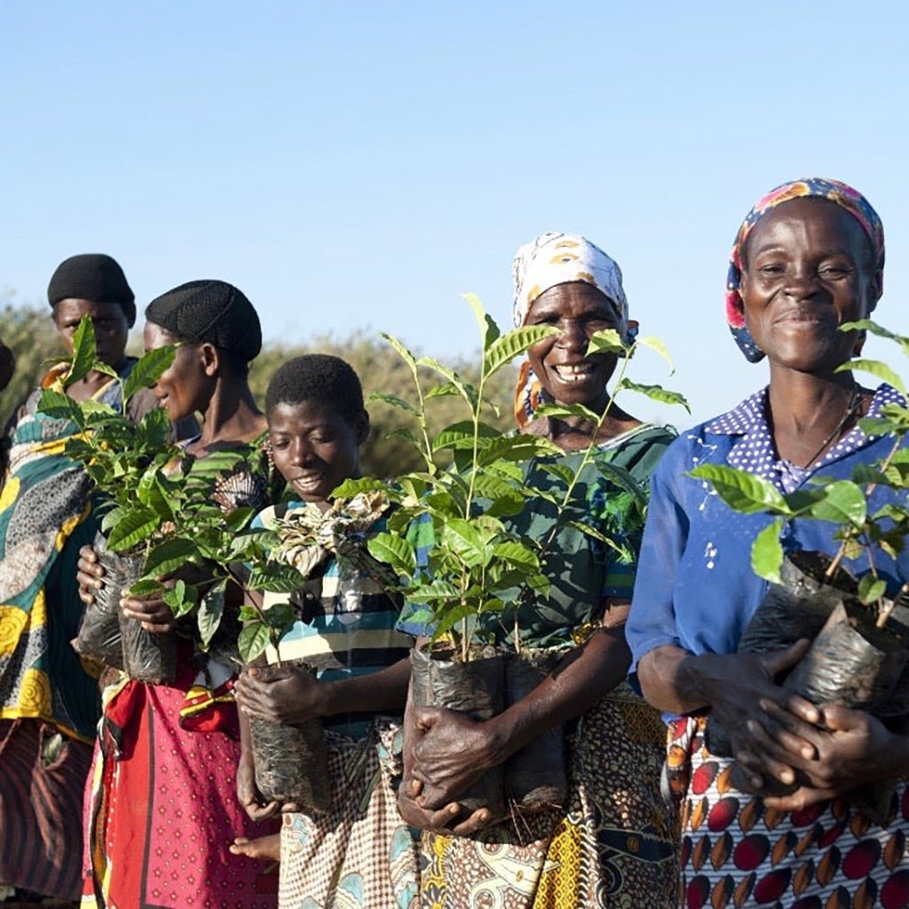 Shining Bright Malawian White Boston General Store