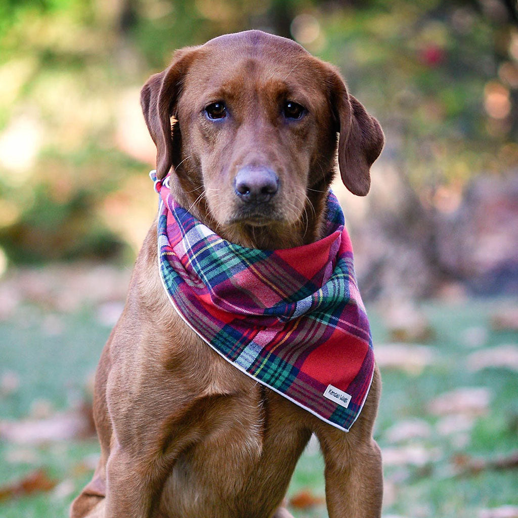 The Tartan Plaid Flannel Dog Bandana - Red    at Boston General Store