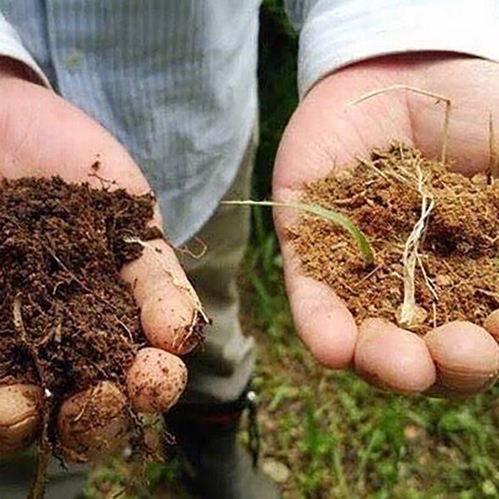 The Greenest Green Boston General Store
