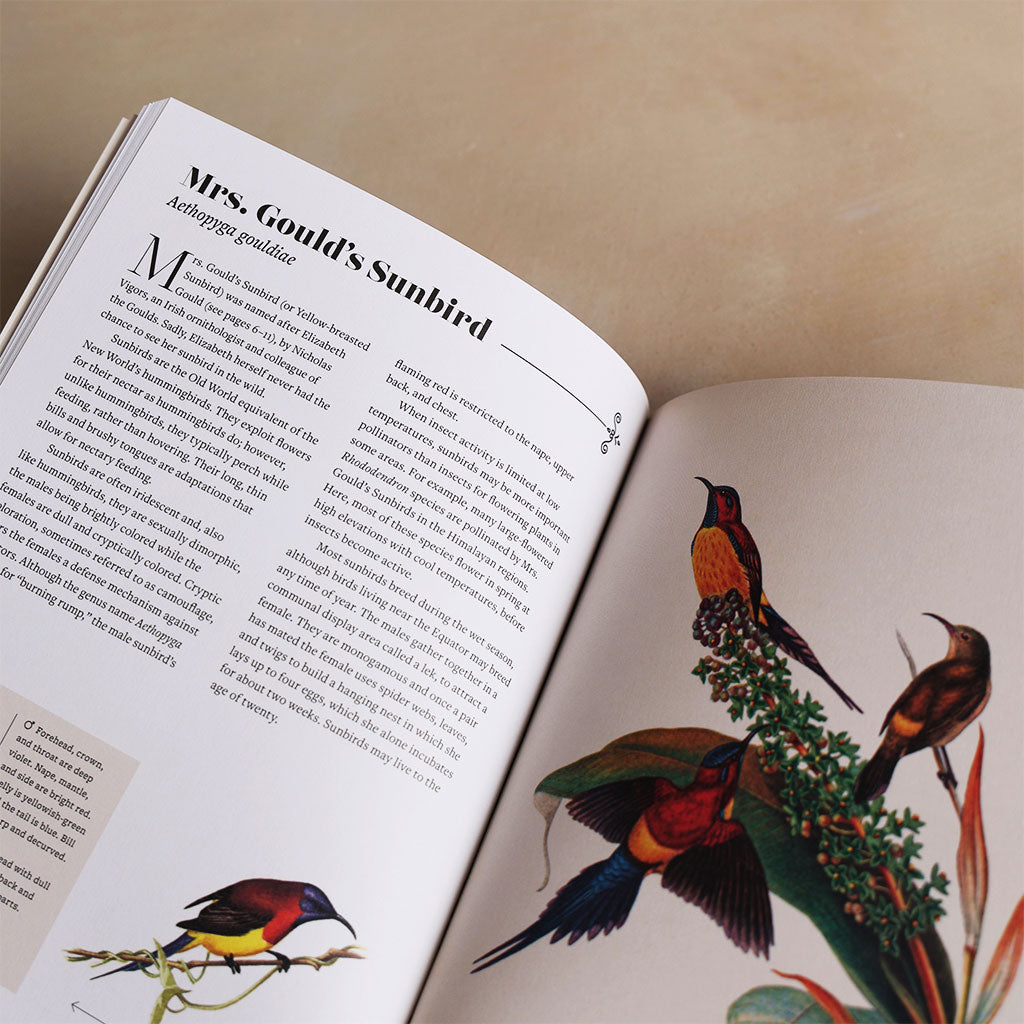 Vintage Birds: A Guidebook and Matching Game at Boston General Store