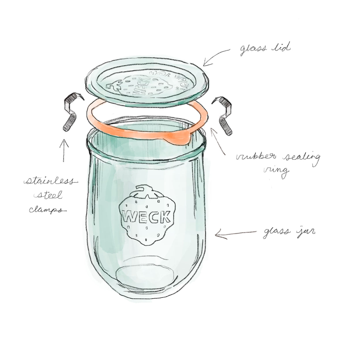 Weck Tulip Jars    at Boston General Store