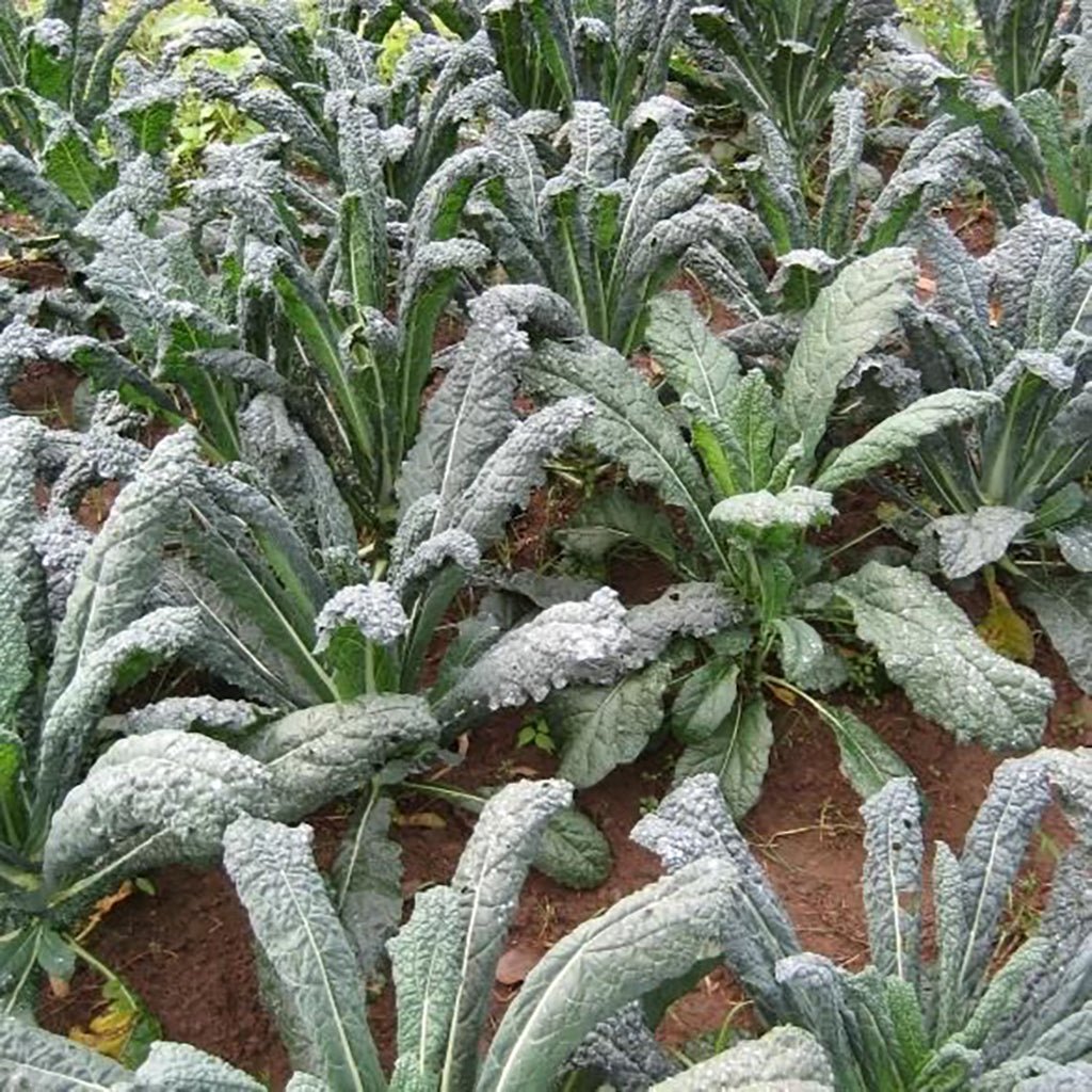 Dino Kale    at Boston General Store