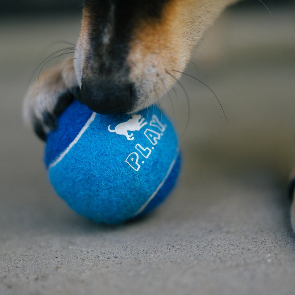 Dog Tennis Ball 4-Pack    at Boston General Store