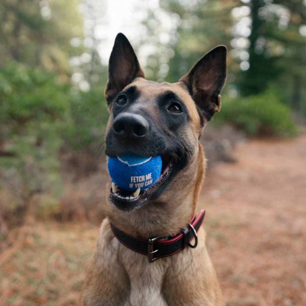 Dog Tennis Ball 4-Pack    at Boston General Store