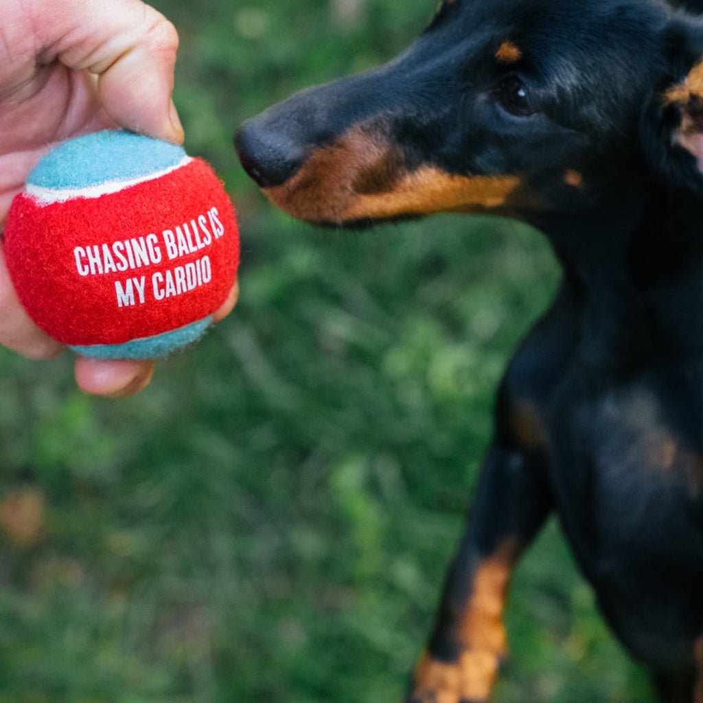 Dog Tennis Ball 4-Pack    at Boston General Store