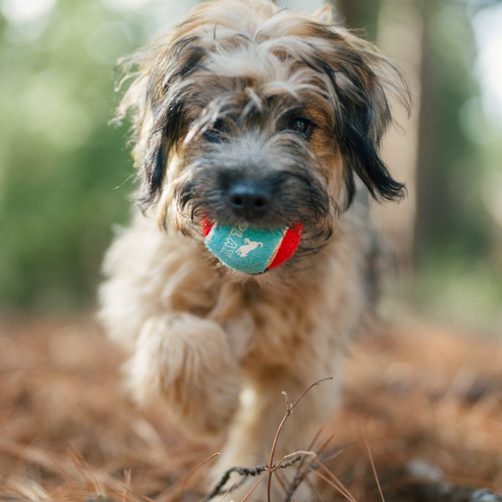 Dog Tennis Ball 4-Pack    at Boston General Store