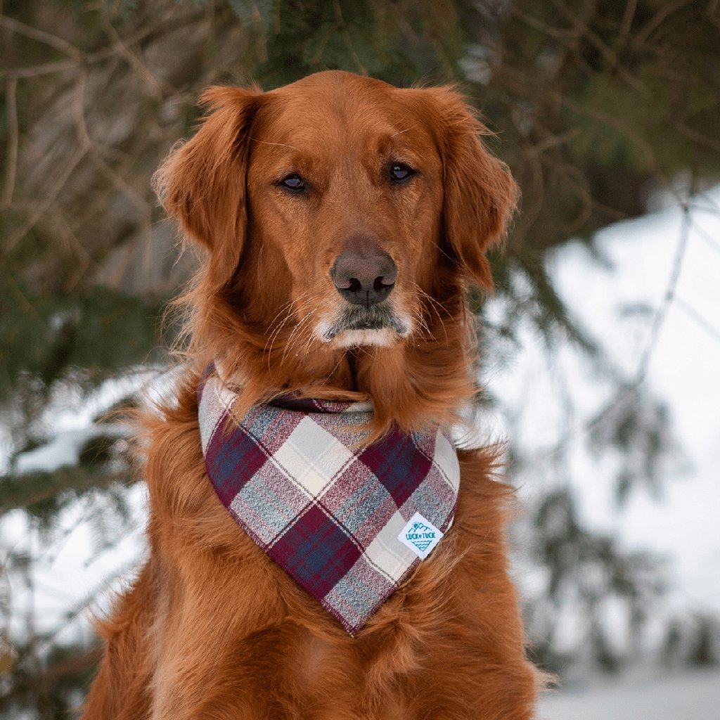 Moe Dog Bandana    at Boston General Store
