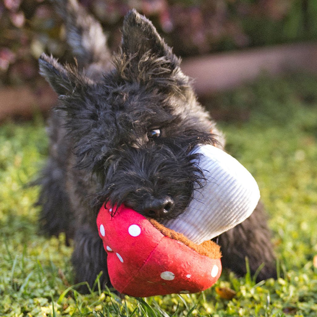 Mutt Mushroom Plush Dog Toy    at Boston General Store