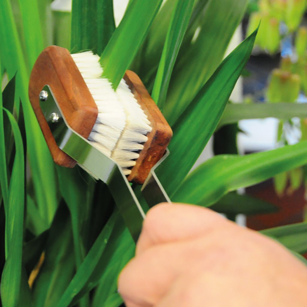 Plant Brush    at Boston General Store