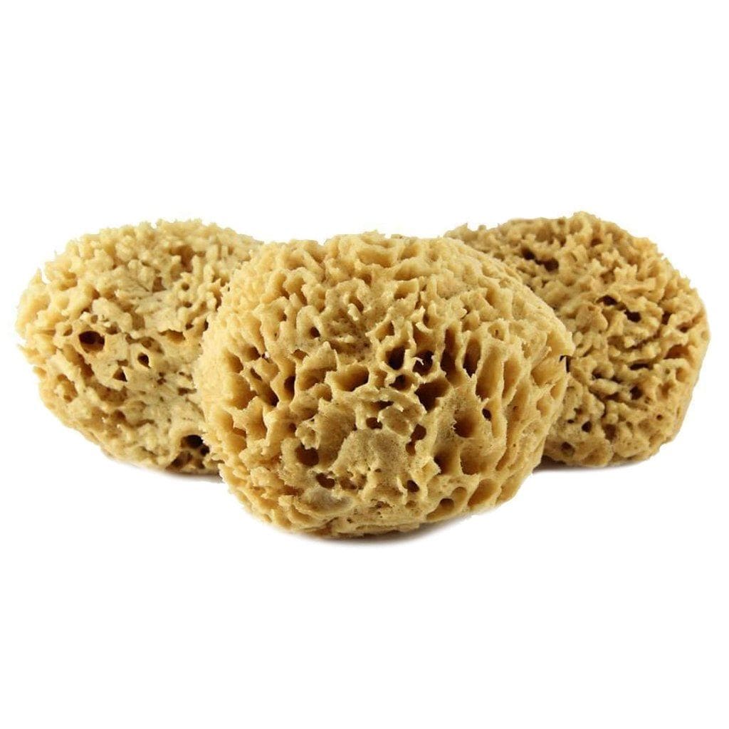 Sea Wool Sponge