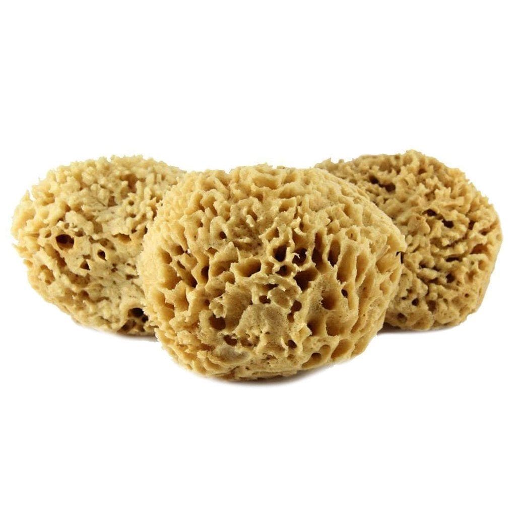 Sea Wool Sponge    at Boston General Store