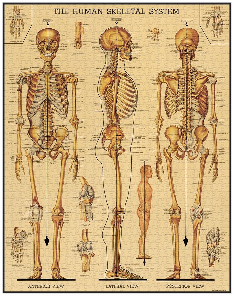Vintage Themed Puzzles Skeletal System   at Boston General Store